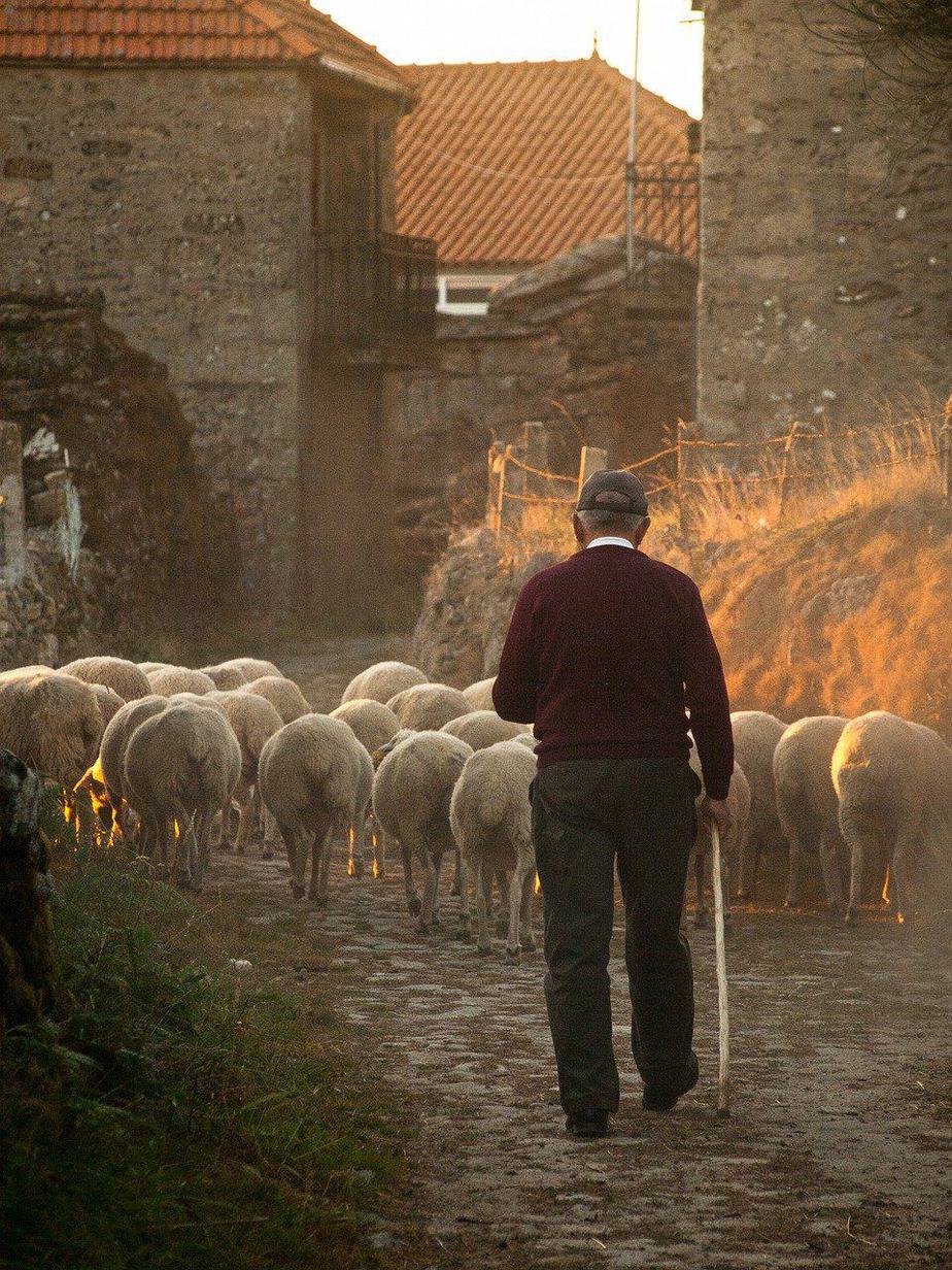 Hirte mit Schafen produziert Schurwolle