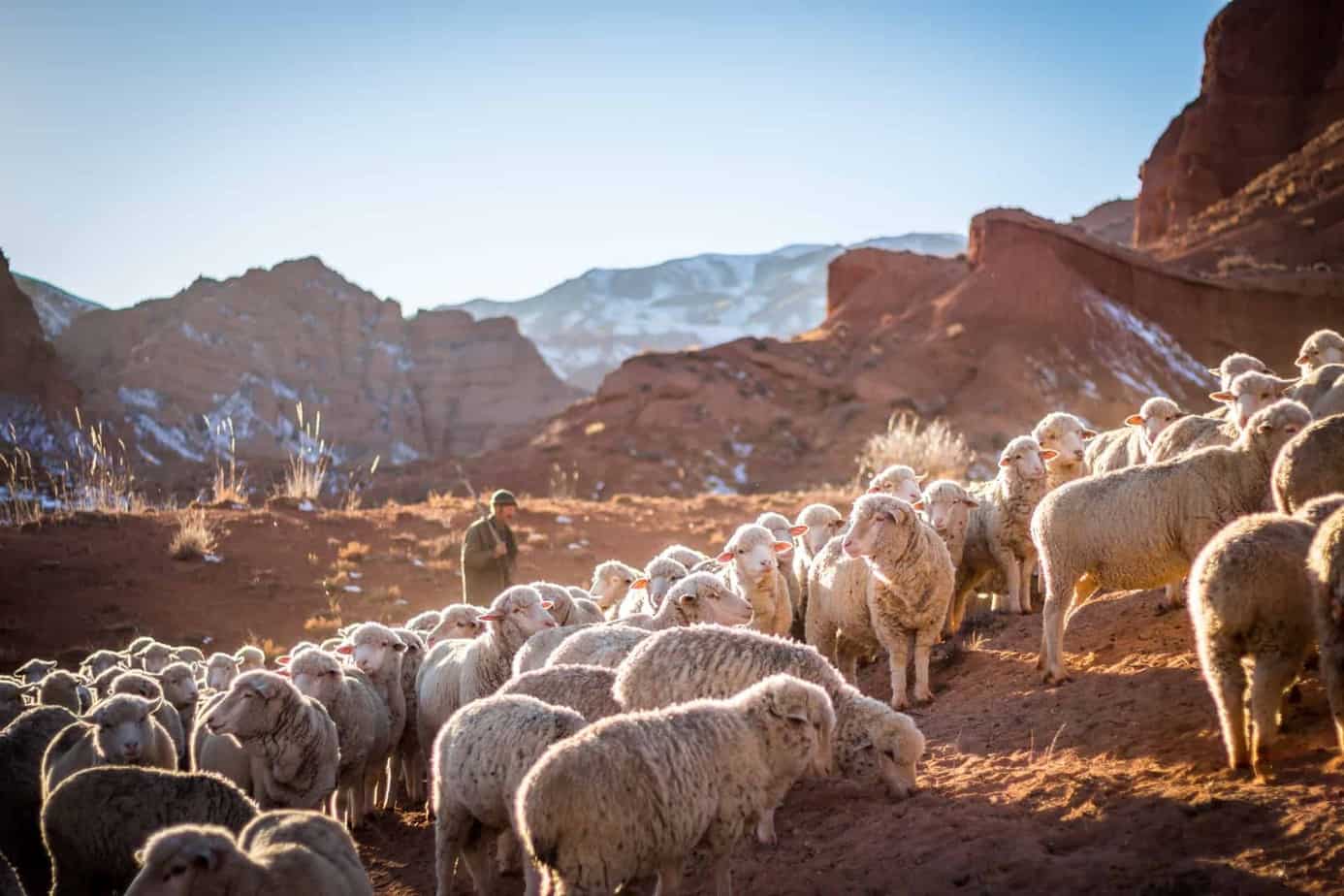 Hirte mit Schafen und Schurwolle in den Bergen